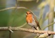 birds 008.jpg