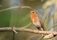 birds 007.jpg