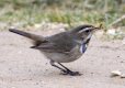 Bluethroat-44 crop 2.jpg