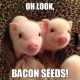 baconseeds.png