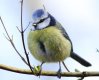 Blue Tit from the wood.jpg