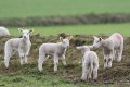 Four lambs.jpg