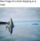 sharklego.jpg