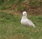The White one.jpg