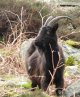 Wild Goat.jpg