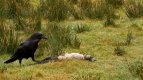 S002162T Raven Corvus corax feeding on dead lamb Carmarthenshire.jpg
