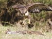 090236 8519 buzzard (Buteo buteo) landing on dead fox.jpg