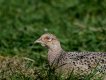 Hen.jpg