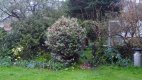 My garden.jpg