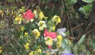 Tulips and Wallflowers.jpg