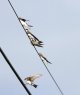 Sand Martins Pwl lWilliam.jpg