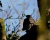 Sparrowhawk.jpg