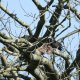 Buzzards mating.jpg