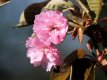 Cherry Blossom.jpg