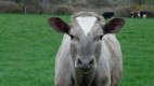 cow.jpg