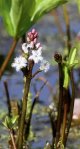 Bog Weed.jpg