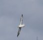 Fulmar 11th April 2017.jpg