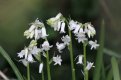 White English Bluebells.jpg