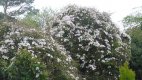 Clematis.jpg