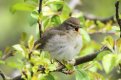 Chiffchaff sing your heart out.jpg