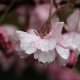 Blossom water droplets.jpg