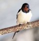 Swallow 15th April 2017.jpg
