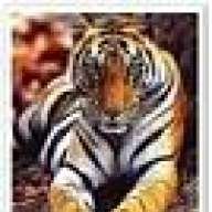 Crazy Tigress