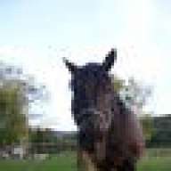 Equestrian17