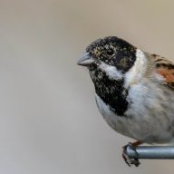 tim