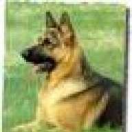 GSDog