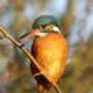 Kingfisher