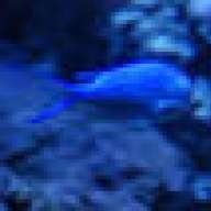 Bluefish