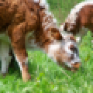 farmgirl