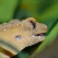 geckoman30