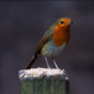 Robertsafc