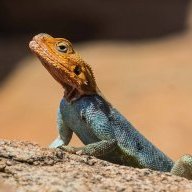 Raptor_UK