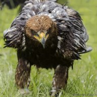 blackfazer