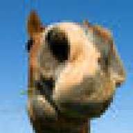 Horsey