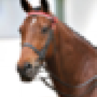 equinetog