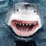 SHARKuk