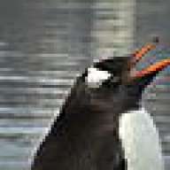 Snowbird