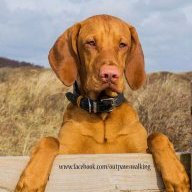 gingerwrinklepup