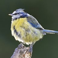 UK_Mark