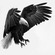 Eyeoftheeagle