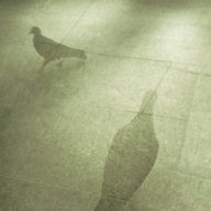 Woodpigeon