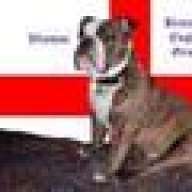 Bulldog