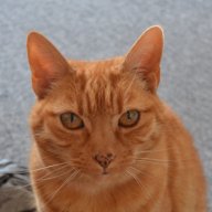 Mojo67