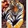 Crazy Tigress