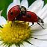 Ladybird