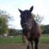 Equestrian17